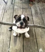 Herc-with-Stick-2-260x300.webp