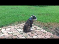 Otis on Watch.jpg Otis on Watch.jpg