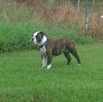 Otis standing tall.JPG Otis standing tall.JPG
