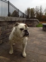 yard shots 021.webp