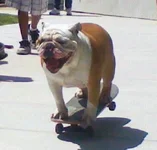 Georgie Girl Skateboard Cropped.webp