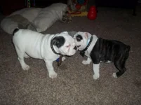 Oliver's first day home.webp