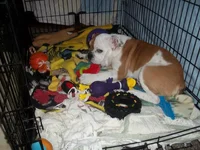 Remy's first day home.webp