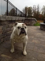 yard shots 023.webp