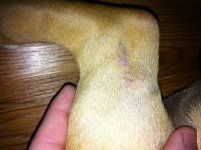 Ogre Back leg spot.JPG Ogre Back leg spot.JPG