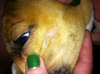 Ogre Face Spot.JPG Ogre Face Spot.JPG