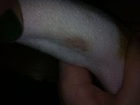 Ogre front leg spot.JPG Ogre front leg spot.JPG