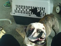 Maggie vs the Crate.webp