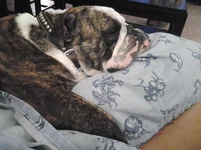 Maggie sleeping in my lap.webp