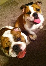 bully smiles.webp