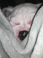 squishy face.webp