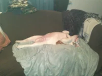 stretched out on couch.webp