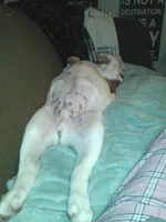 the reclining Bocephus.webp
