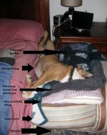princess bed.jpg princess bed.jpg