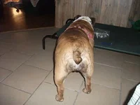 dogsagain 005.webp