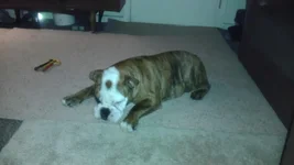 image.webp