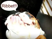 toadface.webp