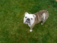 Walley-Bubba Tear Stains 02-09-2014 003.webp
