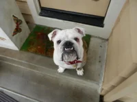 Walley-Bubba Tear Stains 02-09-2014 001.webp