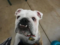 Walley-Bubba Tear Stains 02-09-2014 002.webp