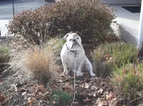 Banks the lawn ornament 002.webp