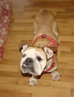 bella.webp bella.webp
