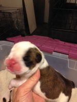 Dozer two days old (3).jpg