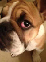 2013 February 8 first cherry eye.webp 2013 February 8 first cherry eye.webp
