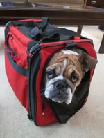 2013 February in carry bag.webp 2013 February in carry bag.webp