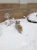 2013 January first snow.webp 2013 January first snow.webp