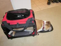 2013 sleeping in carry bag.webp 2013 sleeping in carry bag.webp