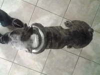 Maggie from the top.webp