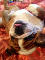 englishbulldognews.webp