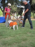 So Cal Bulldog Rescue Halloween Dressup 001.jpg So Cal Bulldog Rescue Halloween Dressup 001.jpg