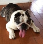 Charlotte Bumper Bulldog Rescue.jpg Charlotte Bumper Bulldog Rescue.jpg