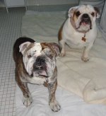 Abby & Tilly Buckeye Bulldog Rescue.jpg Abby & Tilly Buckeye Bulldog Rescue.jpg