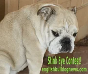 stinkeye1.webp