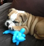 Cooper came home.webp