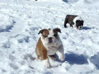 image.webp