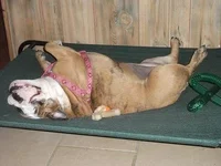 dogsagain 003.webp