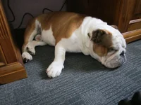 FEBRUARY 2014 POOR FTSE 006.webp