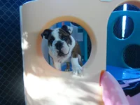 daisydc2.webp