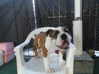 daisydc4.webp