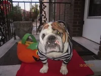 Duke 2011.webp