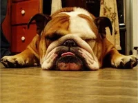 english-bulldog-4-400x300.webp