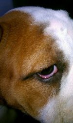 eye.jpg eye.jpg