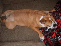 5 days after surgery.jpg 5 days after surgery.jpg