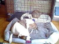 image.webp