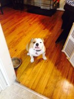 Dottie.jpg Dottie.jpg