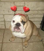 vday 004-1.webp
